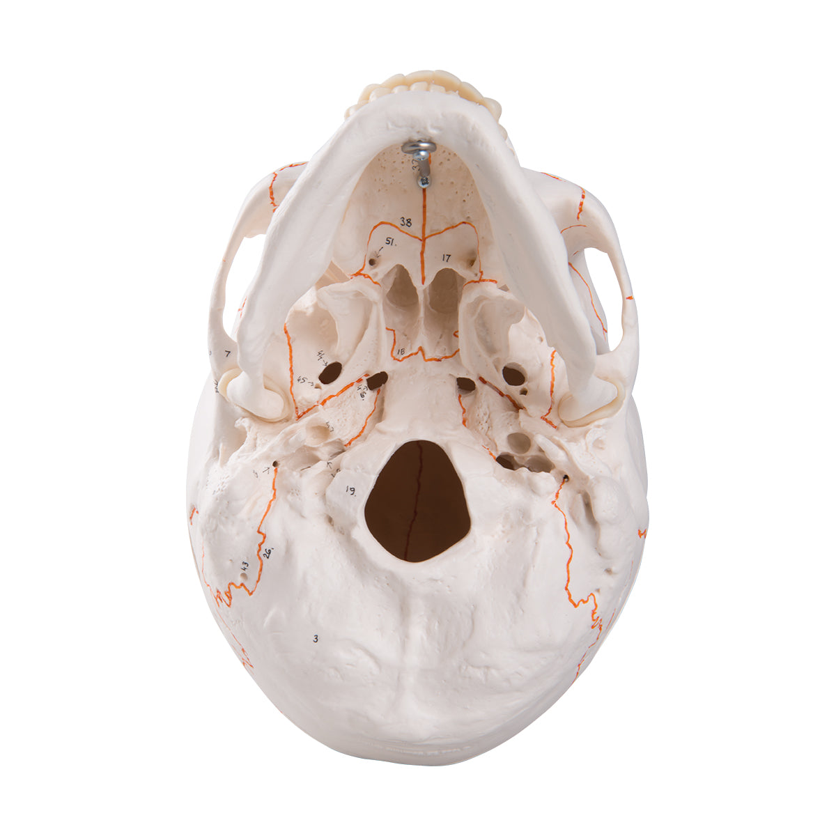 A21 Numbered Human Classic Skull Model, 3 part - 3B Smart Anatomy