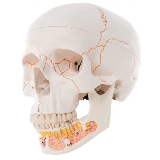 A22 Classic Human Skull Model with Opened Lower Jaw, 3 part - 3B Smart Anatomy