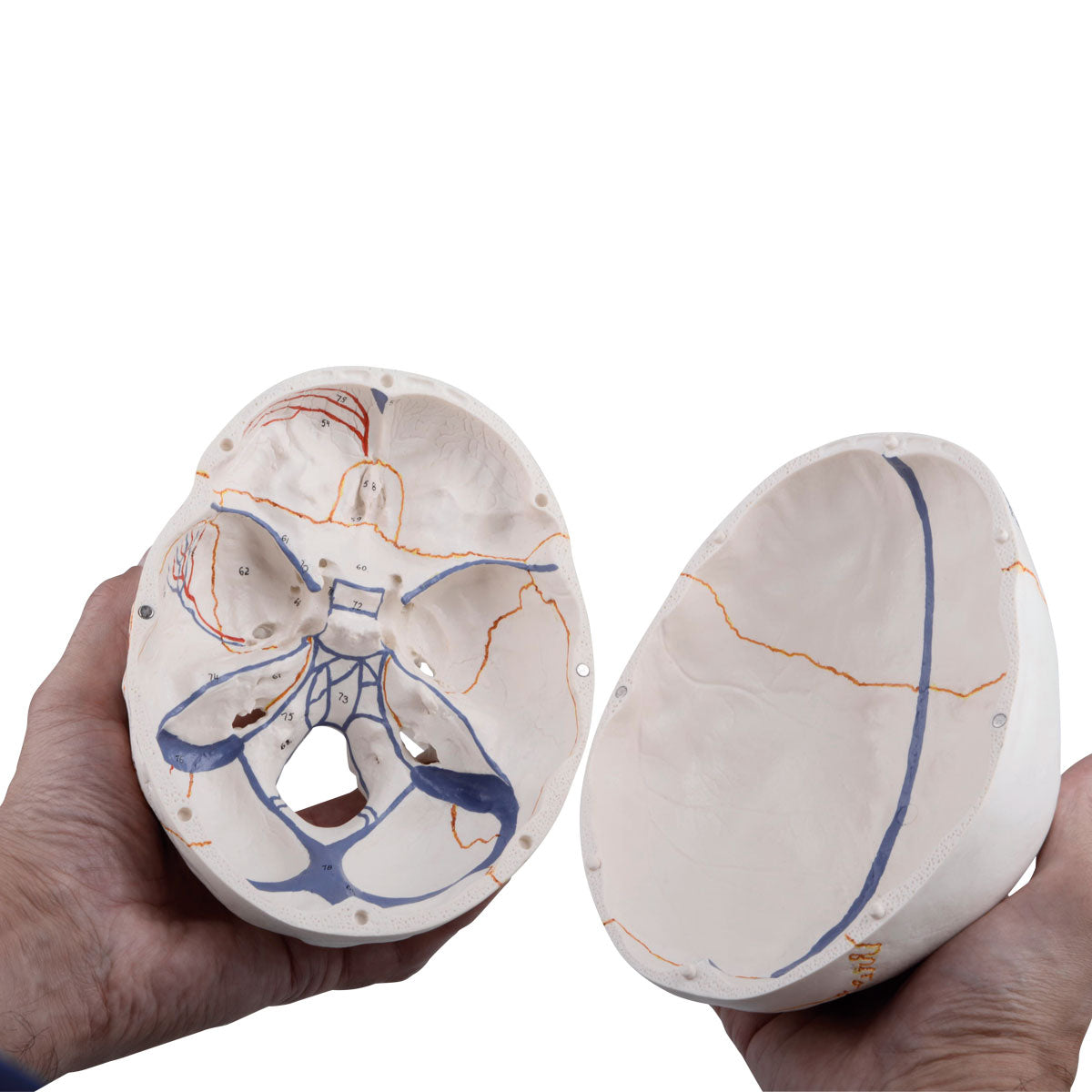 A22 Classic Human Skull Model with Opened Lower Jaw, 3 part - 3B Smart Anatomy