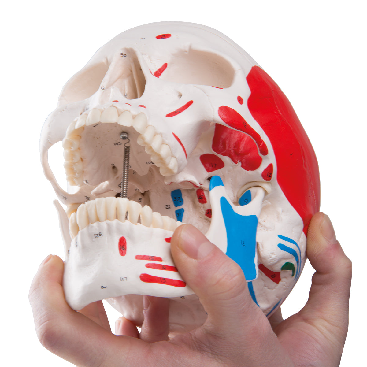 A23 Classic Human Skull Model painted, 3 part - 3B Smart Anatomy