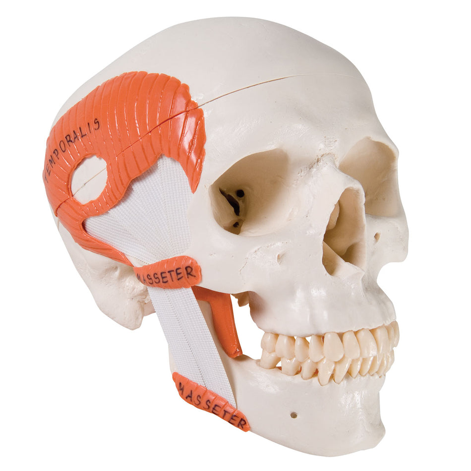 A24 TMJ Human Skull Model, Demonstrates Functions of Masticator Muscles, 2 part - 3B Smart Anatomy
