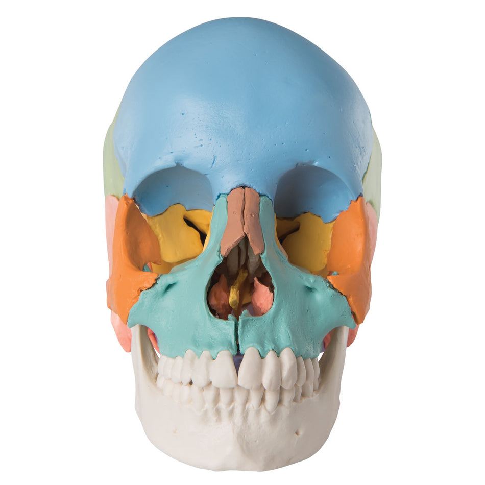 A291 Beauchene Adult Human Skull Model, Didactic Colored Version, 22 part - 3B Smart Anatomy