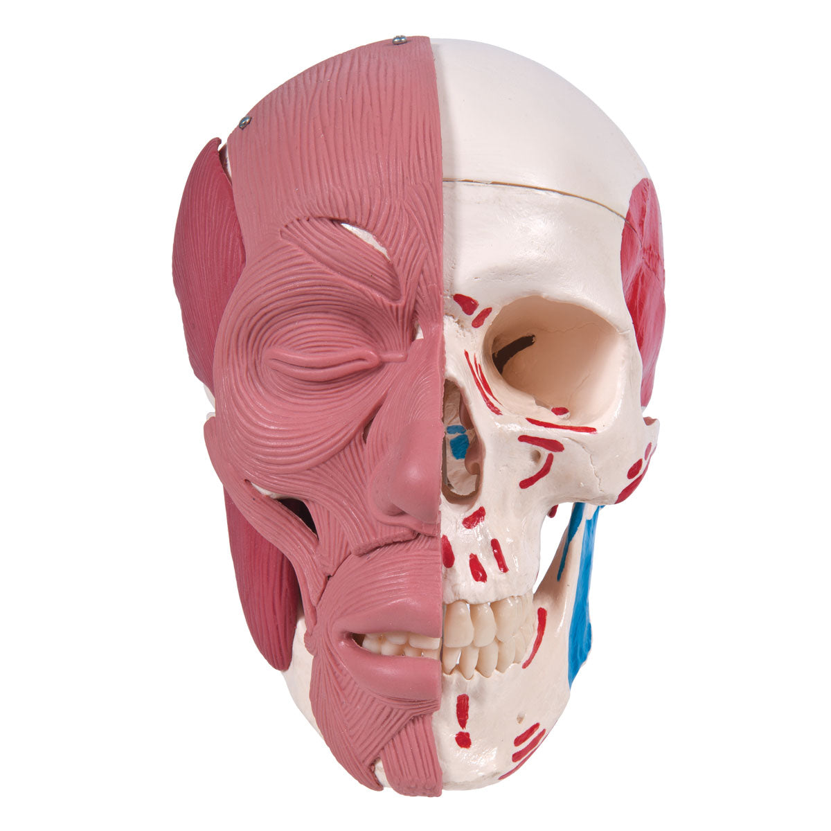 A300 Human Skull with Facial Muscles - 3B Smart Anatomy