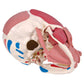 A300 Human Skull with Facial Muscles - 3B Smart Anatomy