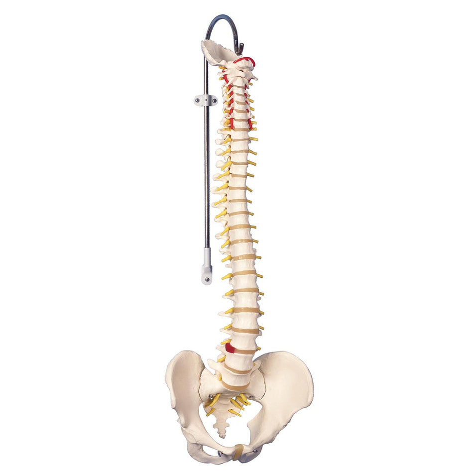 Normal Spine Model Biology - Anatomical Models - Human Spine Models – Klinger Educational