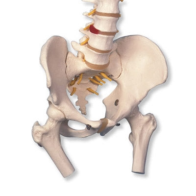 A58/2 Classic Flexible Human Spine Model with Femur Heads - 3B Smart Anatomy