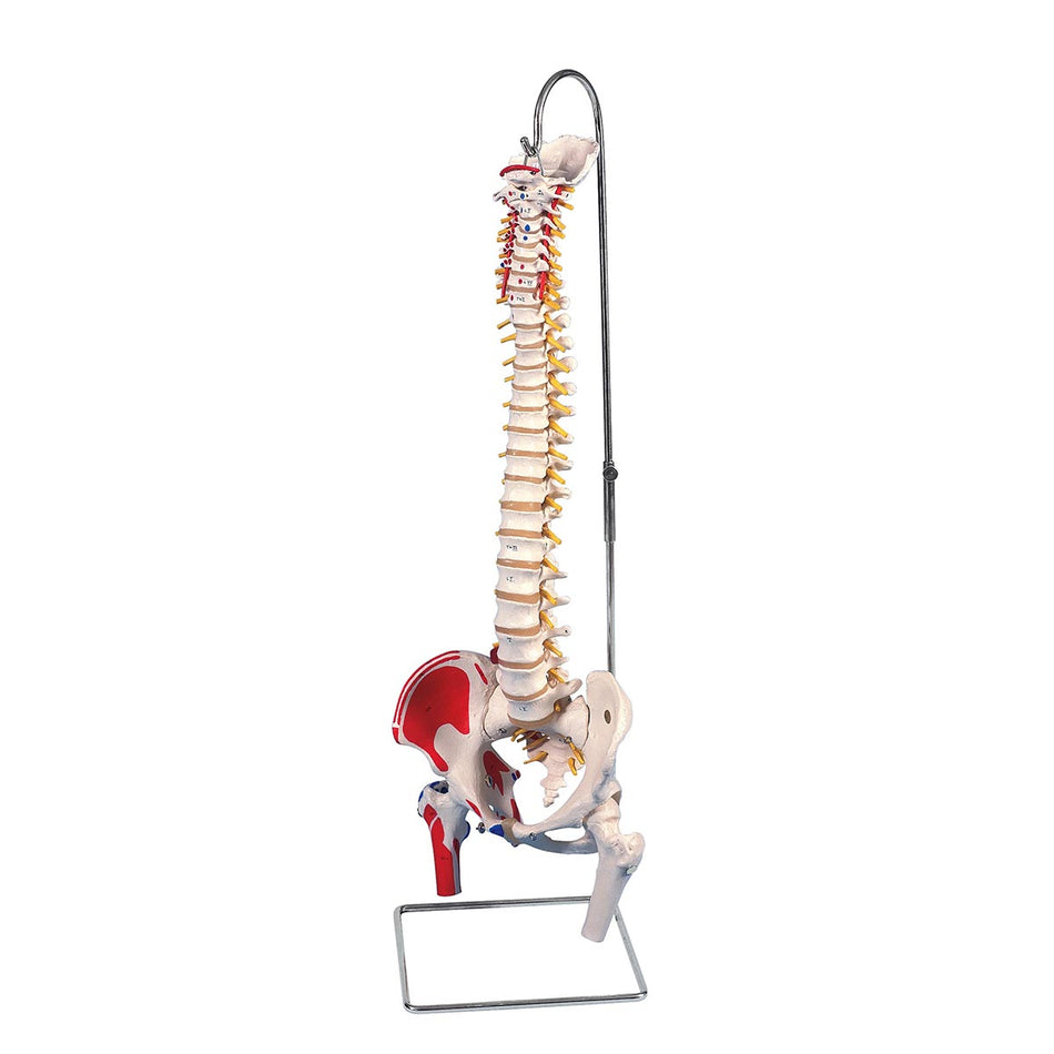 A58/3 Classic Human Flexible Spine Model with Femur Heads & Painted Muscles - 3B Smart Anatomy