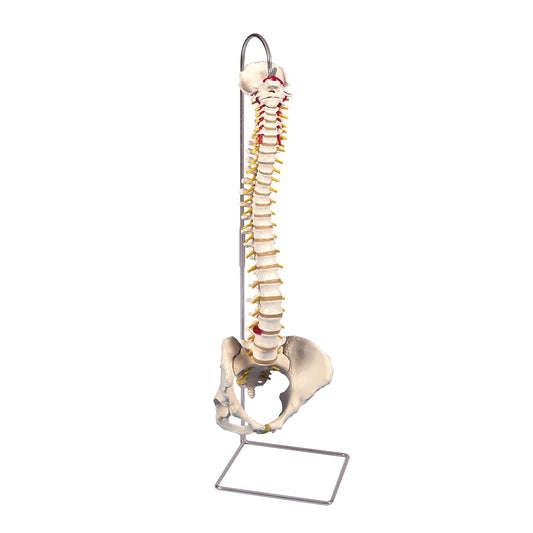 A58/4 Classic Flexible Human Spine Model with Female Pelvis - 3B Smart Anatomy