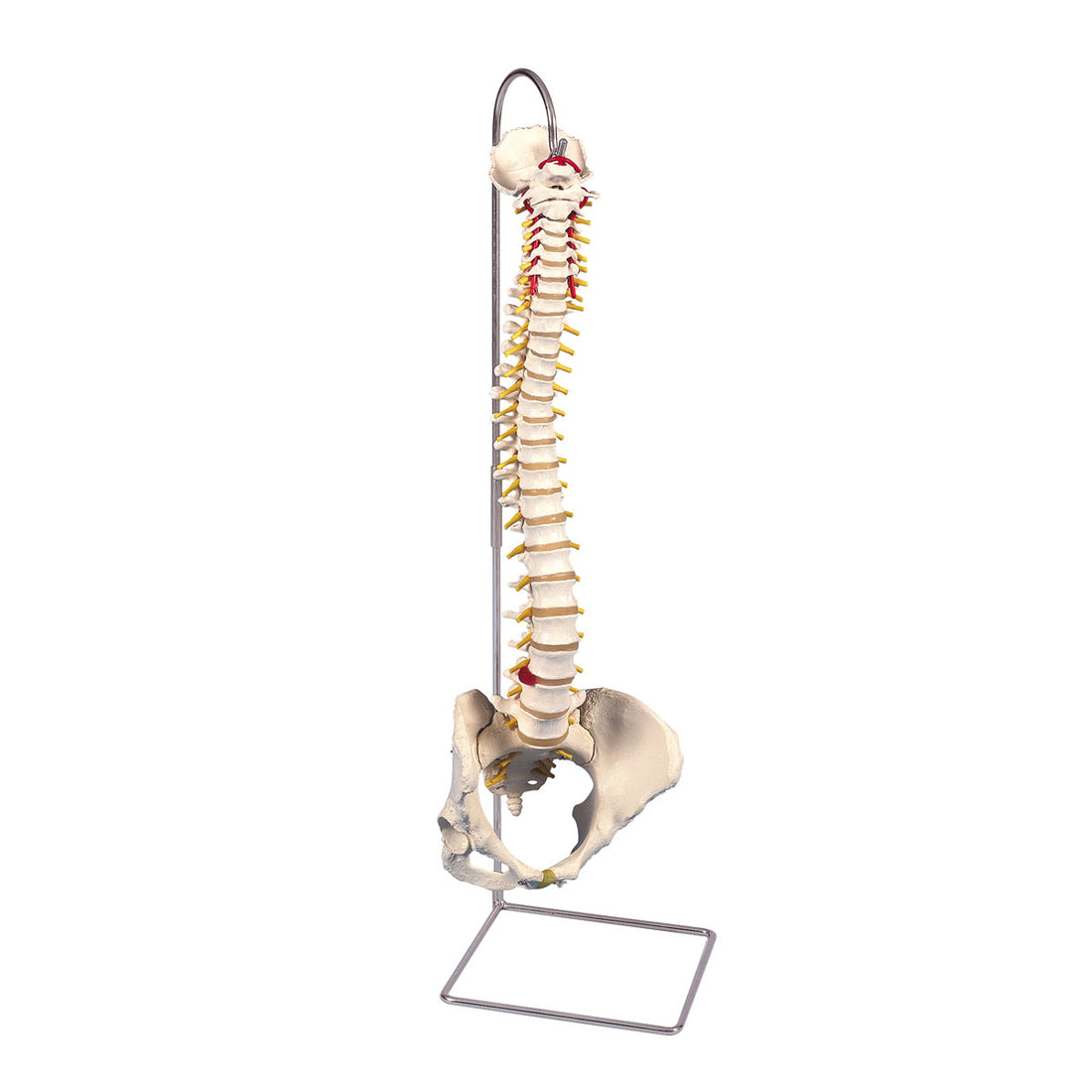 3B Scientific Deluxe Flexible Spine Model With Brain Stem & Opened Sacrum - 3B Smart Anatomy