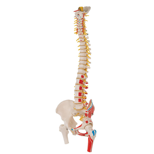 A58/7 Deluxe Flexible Spine Model with Femur Heads, Painted Muscles & Sacral Opening - 3B Smart Anatomy