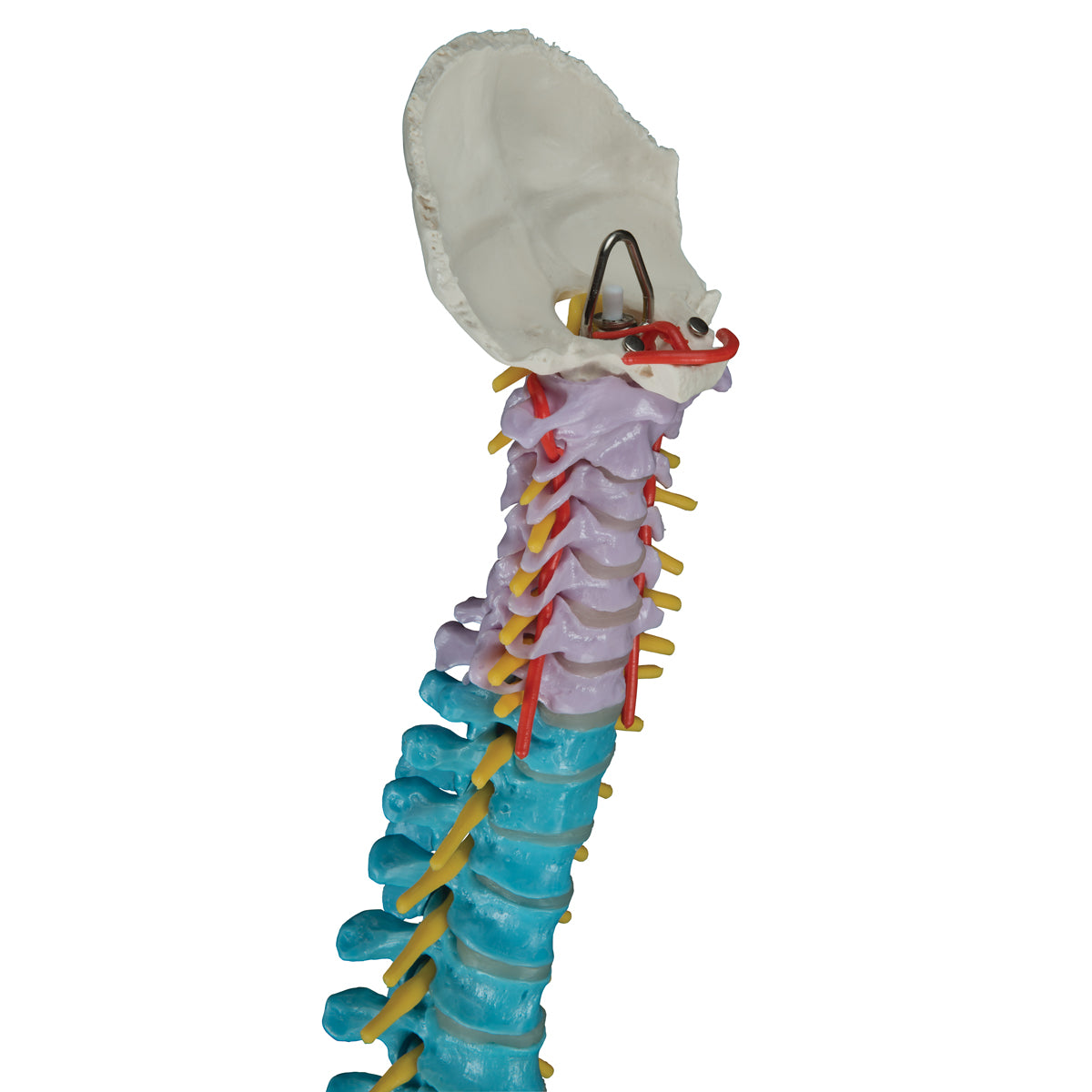 A58/8 Didactic Flexible Human Spine Model - 3B Smart Anatomy