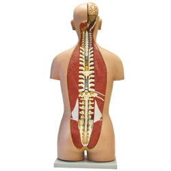 B10108N	Dual-Sex Human Torso w/Open Back, 27 Part