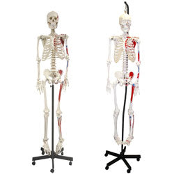B10200H Full-Size Skeleton with Muscles - Hanging