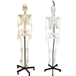 B10201H Full-Size Skeleton - Hanging