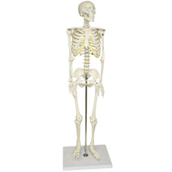 B10202 33" Half-Size Skeleton