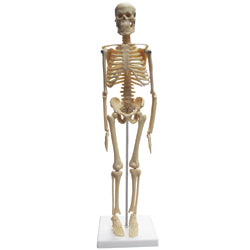 B10203 Desktop Human Skeleton