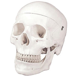B10207 Human Skull