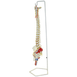 B10209 Flexible Spinal Column