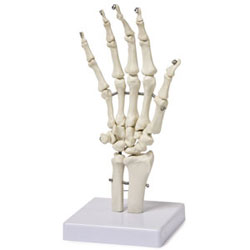 B10210 Hand Skeleton