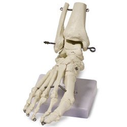 B10211 Foot Skeleton
