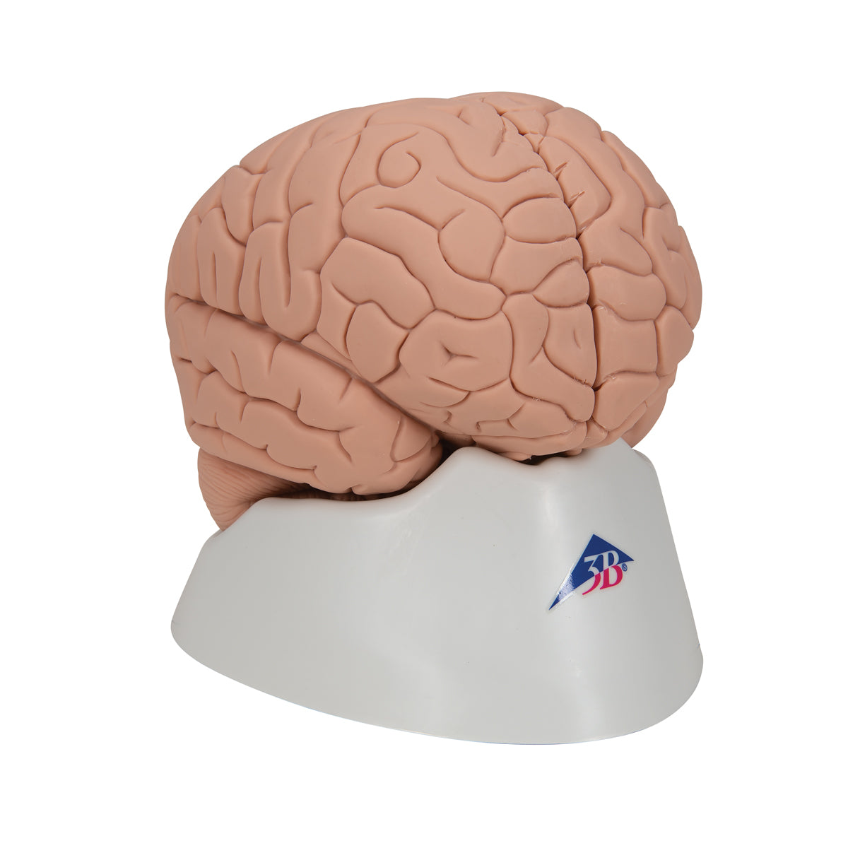 C15/1 Introductory Human Brain Model, 2 part - 3B Smart Anatomy