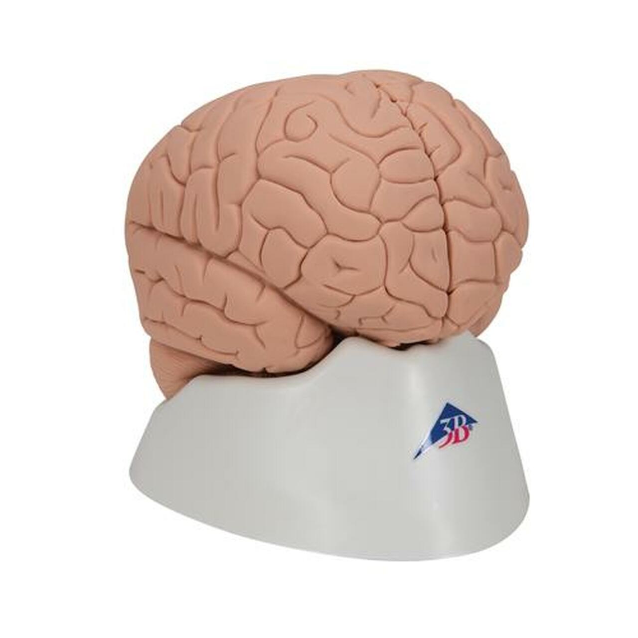 C15 Human Brain Model, 2 part - 3B Smart Anatomy