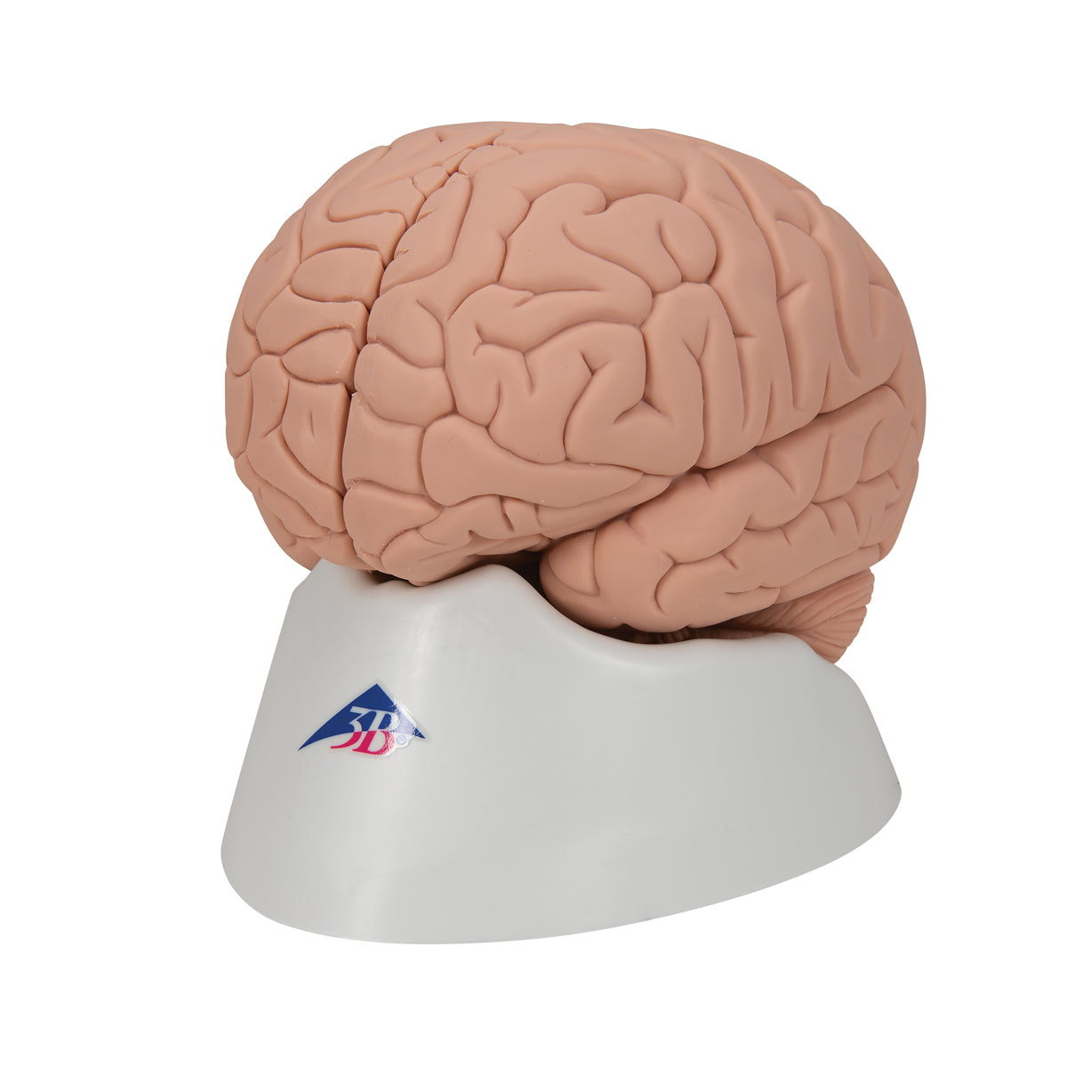 C15/1 Introductory Human Brain Model, 2 part - 3B Smart Anatomy