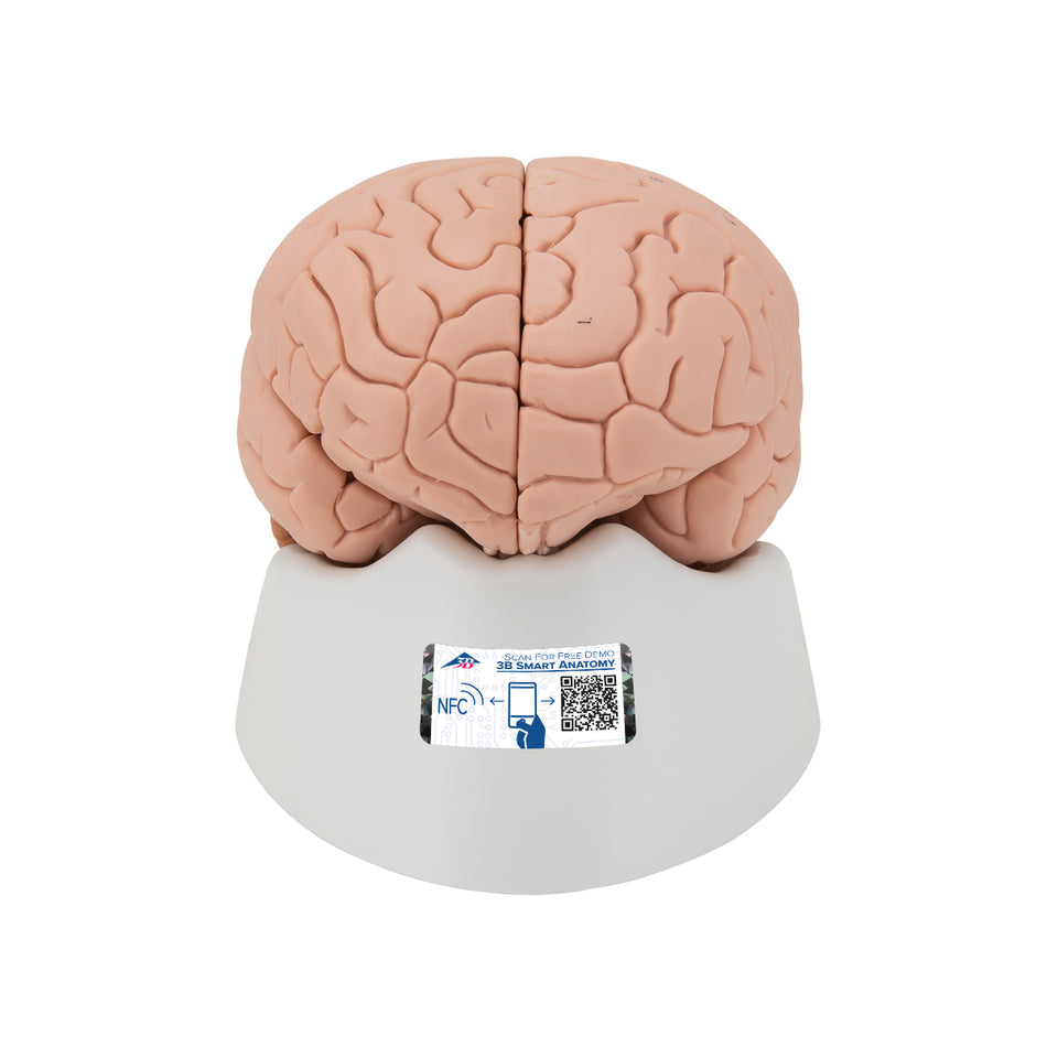 C16 Human Brain Model, 4 part - 3B Smart Anatomy