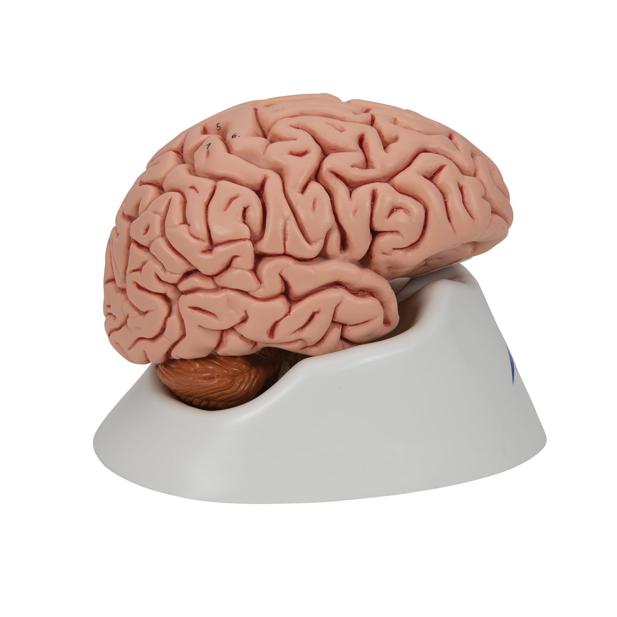 C18 Classic Human Brain Model, 5 part - 3B Smart Anatomy