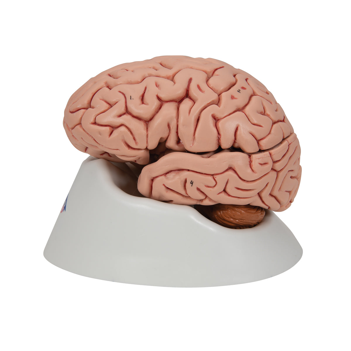 C18 Classic Human Brain Model, 5 part - 3B Smart Anatomy