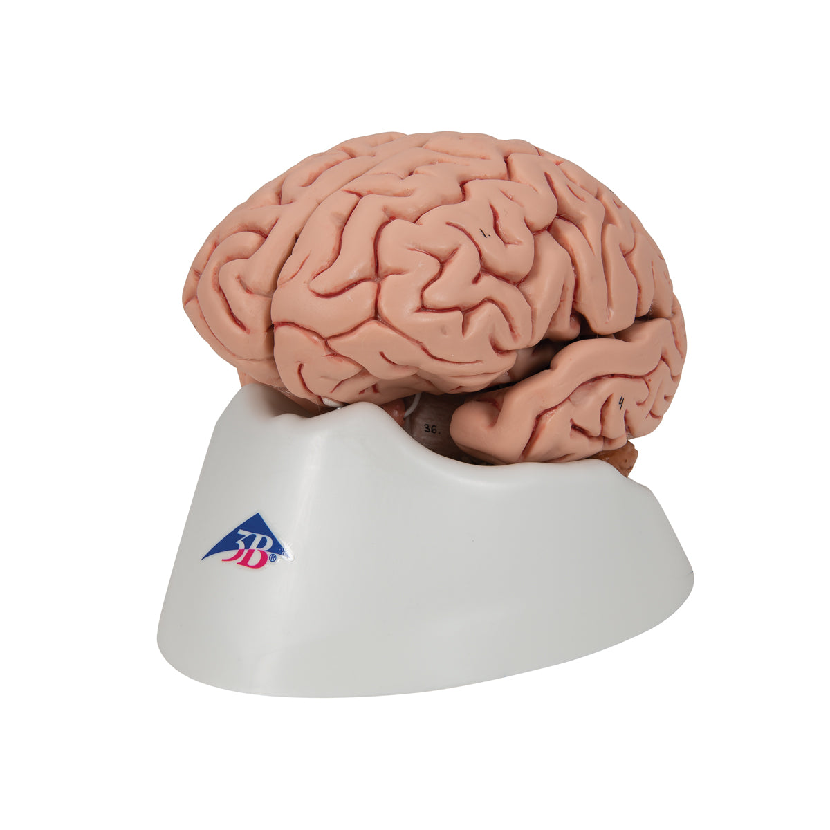 C18 Classic Human Brain Model, 5 part - 3B Smart Anatomy