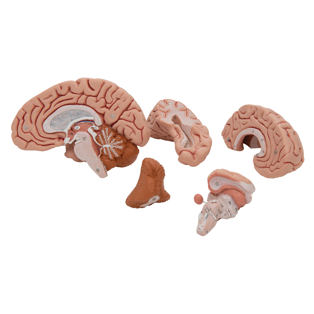 C18 Classic Human Brain Model, 5 part - 3B Smart Anatomy
