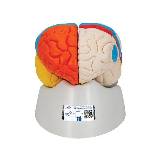 C22 Human Neuro-Anatomical Brain Model, 8 part - 3B Smart Anatomy