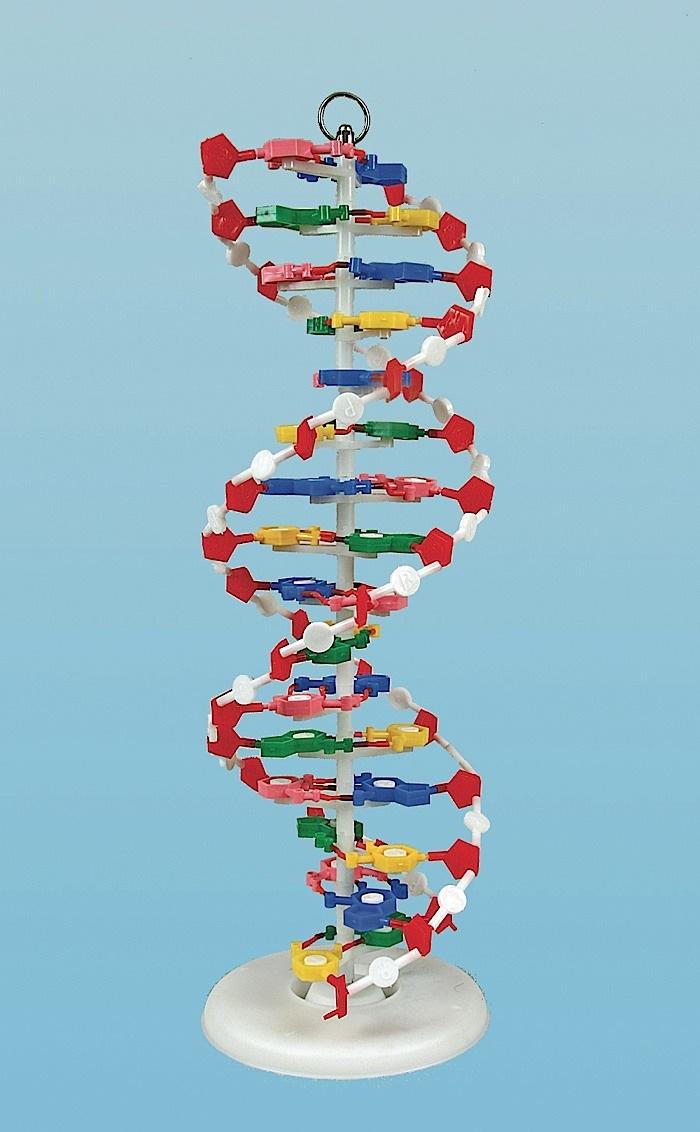 Dna Model 1 DNAM01 DNA Model – Klinger Educational