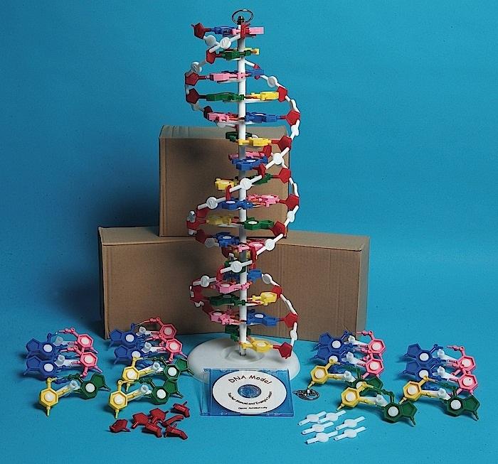DNAM01-K4 DNA Model w/ four models (1 as'd, 3 unas'd) and CD