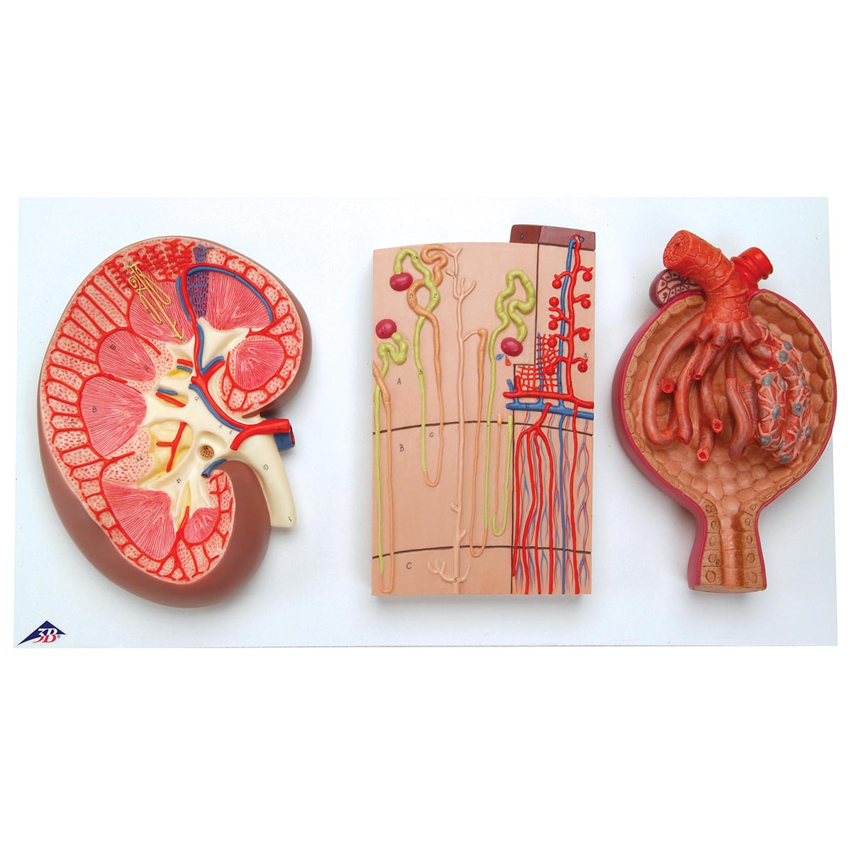 K11 Human Kidney Section Model with Nephrons, Blood Vessels & Renal Corpuscle - 3B Smart Anatomy