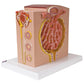 k13 3B MICROanatomy™ Kidney