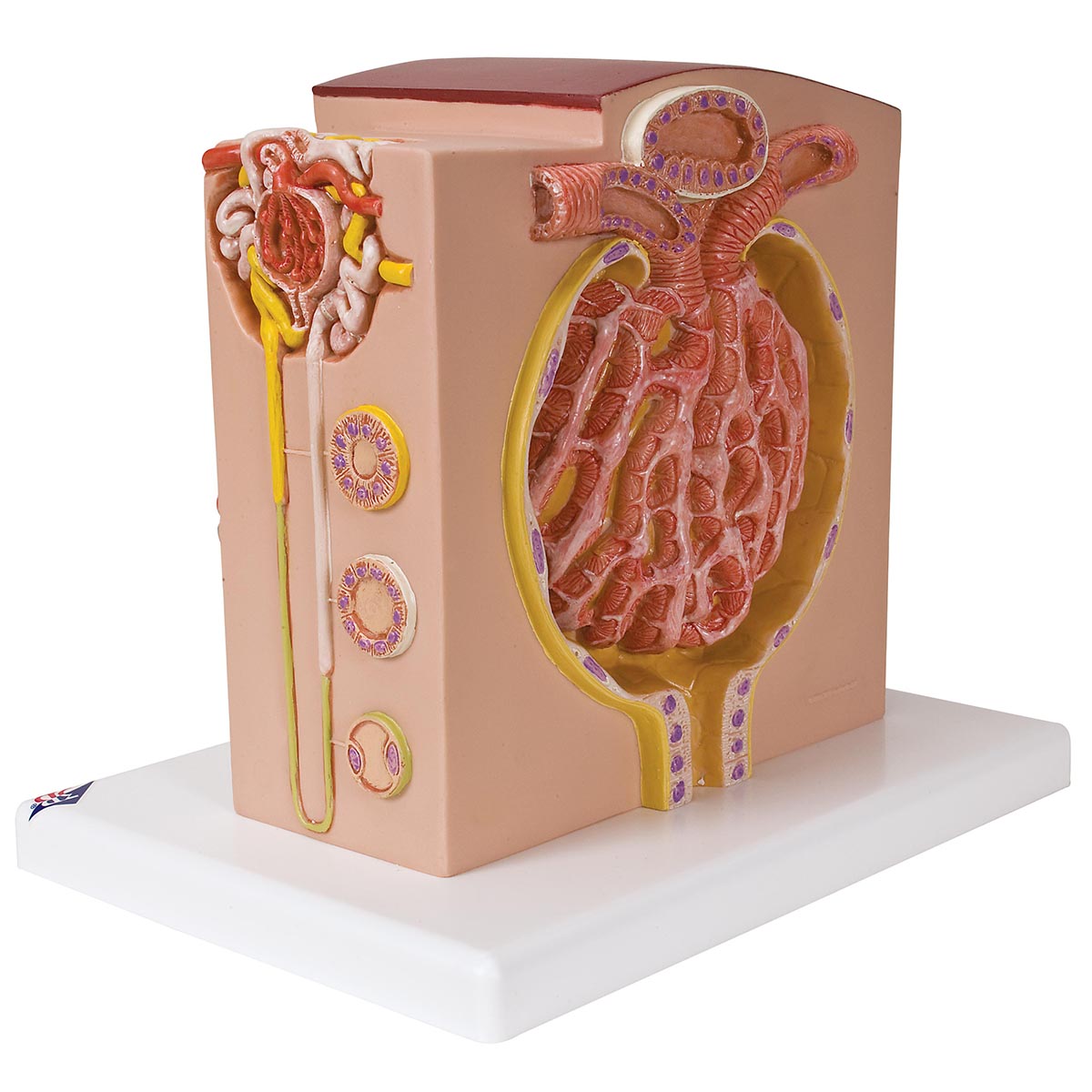k13 3B MICROanatomy™ Kidney