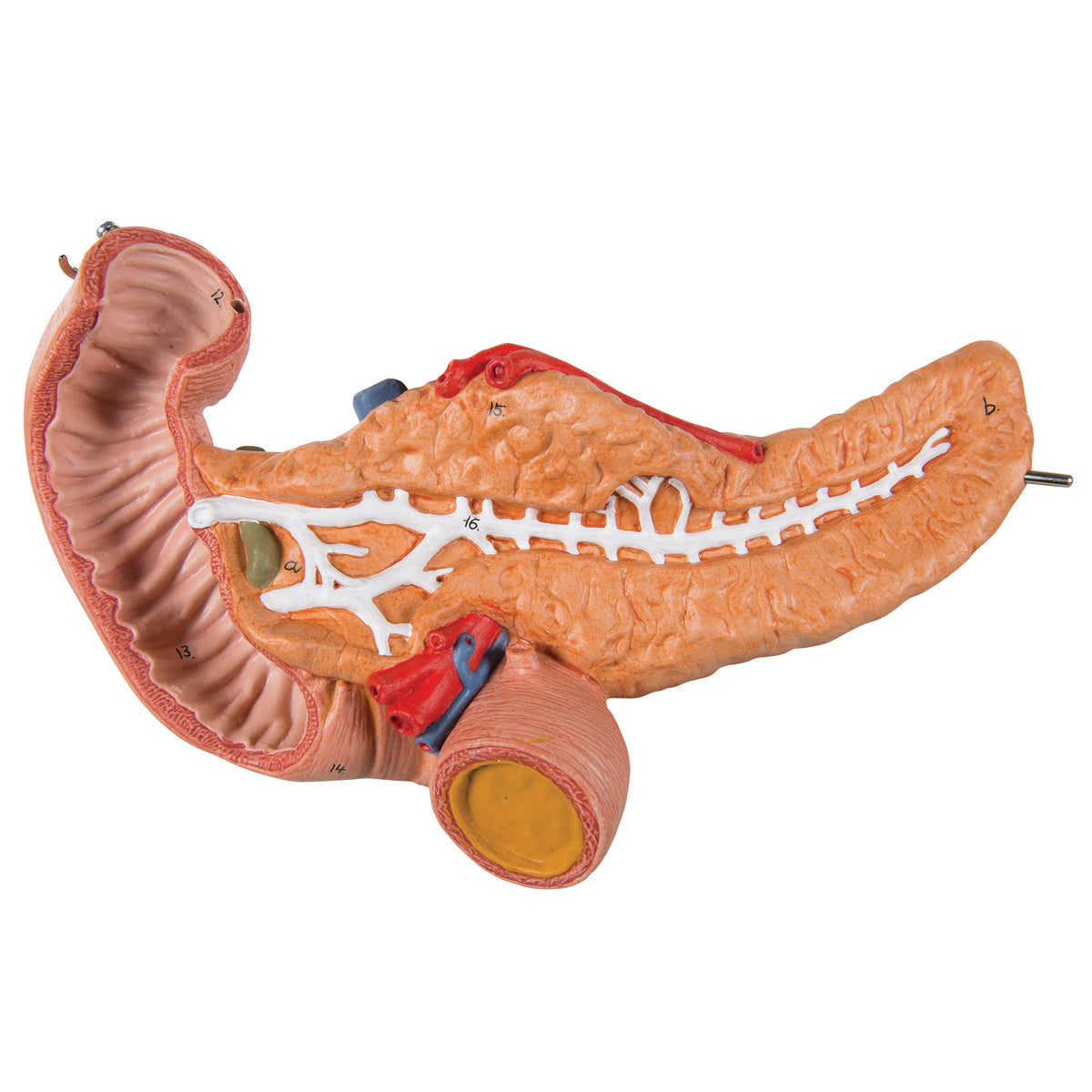 k16 Stomach, 3 part