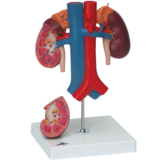 K22/3 Kidneys with Rear Organs of the Upper Abdomen - 3 Part