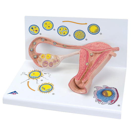 L01 Ovaries & Fallopian Tubes Model with Stages of Fertilization, 2-times magnified - 3B Smart Anatomy