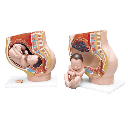 L20 Pregnancy Pelvis Model in Median Section with Removable Fetus (40 weeks), 3 part - 3B Smart Anatomy