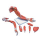 M11 Deluxe Muscle Arm, 6 part, Life Size 3B Smart Anatomy