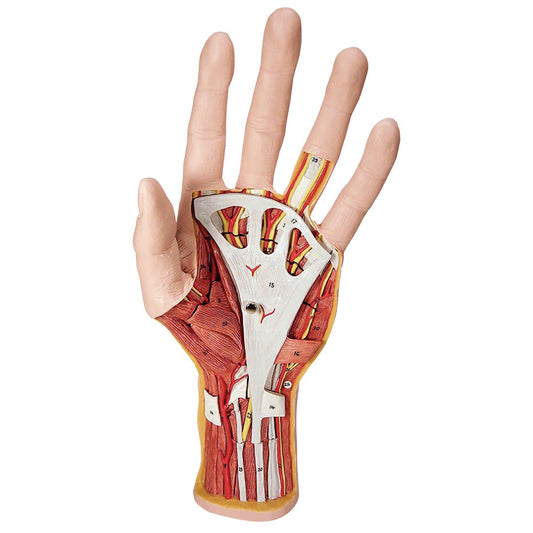 M18 Life-Size Hand Model with Muscles, Tendons, Ligaments, Nerves & Arteries, 3 part - 3B Smart Anatomy