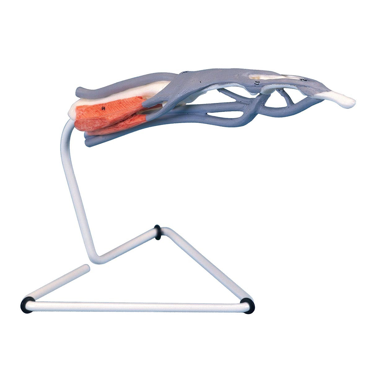 M19 Life-Size Finger Model with Muscles & Tendons - 3B Smart Anatomy ...