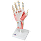 M33/1 Hand Skeleton Model with Ligaments & Muscles - 3B Smart Anatomy
