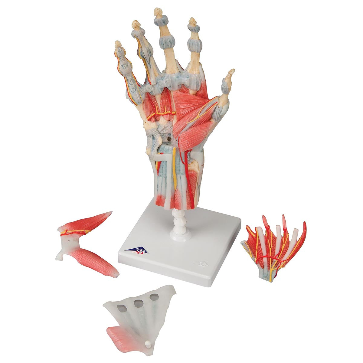 M33/1 Hand Skeleton Model with Ligaments & Muscles - 3B Smart Anatomy
