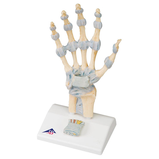 M33 Hand Skeleton Model with Ligaments & Carpal Tunnel - 3B Smart Anatomy