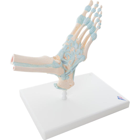 M34 Foot Skeleton Model with Ligaments - 3B Smart Anatomy