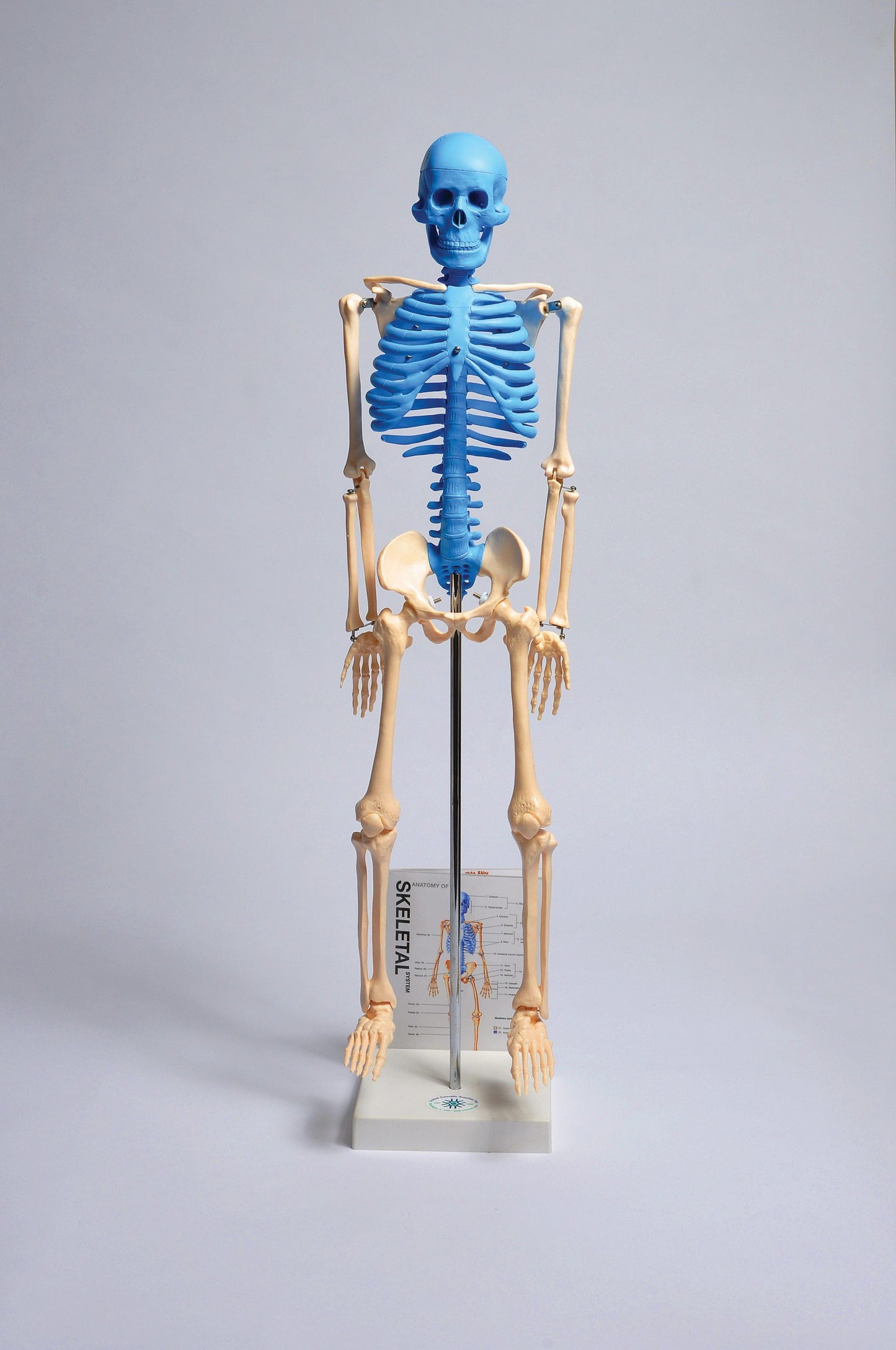 MASKE1 Human Skeleton Model with Fold-Out Guide